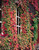 Boston Ivy (Parthenocissus tri. Veitchii)