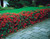 Pyracantha 'Orange Glow' (2L Pot)