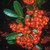 Pyracantha Orange Glow C2