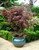 Acer palmatum Atropurpureum