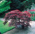 Acer palmatum 'dissectum Garnet'