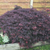 Acer palmatum 'dissectum Garnet'