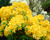 Azalea deciduous 'Anneke'