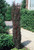 Berberis Helmond Pillar