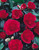 Camellia jap. Lady Campbell