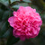 Camellia williamsii Debbie