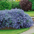 Ceanothus repens