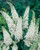 Buddleia White Bouquet