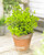 Euonymus for. Emerald n Gold