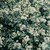 Hebe pinguifolia 'Pagei'
