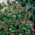 Hypericum Orange Flair