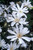 Magnolia stellata P12