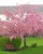 Prunus Kanzan