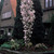 Prunus Amanogawa