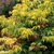 Sambucus racemosa 'Sutherland Gold'