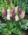 Verbascum phoeniceum Mixed