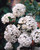 Viburnum carlesii