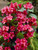 Weigela Bristol Ruby