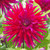 Dahlia 'Orfeo'
