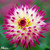 Dahlia 'Hayley Jane'