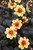 Dahlia 'Sunshine'