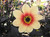 Dahlia 'Sunshine'