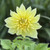 Dahlia Kelvin Floodlight