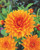 Dahlia 'Nordwijks Glory'