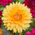 Dahlia 'Nordwijks Glory'