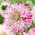 Dahlia 'Smokey'