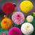 Dahlia 'New Baby'