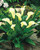 Zantedeschia albomaculata (Calla Lily)