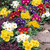 Polyanthus Pacific Giant