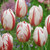 Tulip 'Happy Generation'