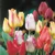 Multi Flowered Tulips Mix (Long Stem)
