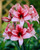 Amaryllis Charisma 30cm+