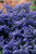 Ceanothus Puget Blue