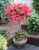 Azalea Red Half Standard