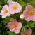 Potentilla fruticosa 'Pink Whispers'