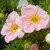 Potentilla fruticosa 'Pink Whispers'