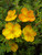 Potentilla fruticosa Sunset