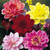 Dahlia 'All Seasons'
