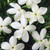 Jasmine Officinale