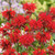 Monarda bradburyana 'Cambridge Scarlet'