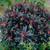 Euphorbia amygdaloides 'Purpurea'
