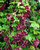 Akebia Quinata P9
