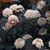 Physocarpus opulifolius Diabolo