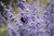 Perovskia atrip Blue Spire