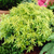 Choisya dewitteana 'Goldfingers'