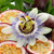 Passiflora Edulis